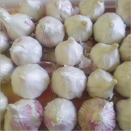 White Garlic