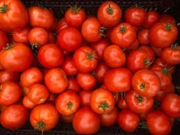 Fresh Tomatoes